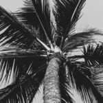 Cambrian explosion kindling the energy hidden in matter vanquish now